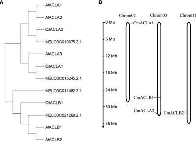 Identification of CmACL genes in melon and analysis of their potential functions in fruit sugar and acid accumulation